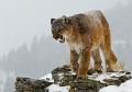 700 - PUMA ON ROCKS - EDWARDS DAVID L - wales